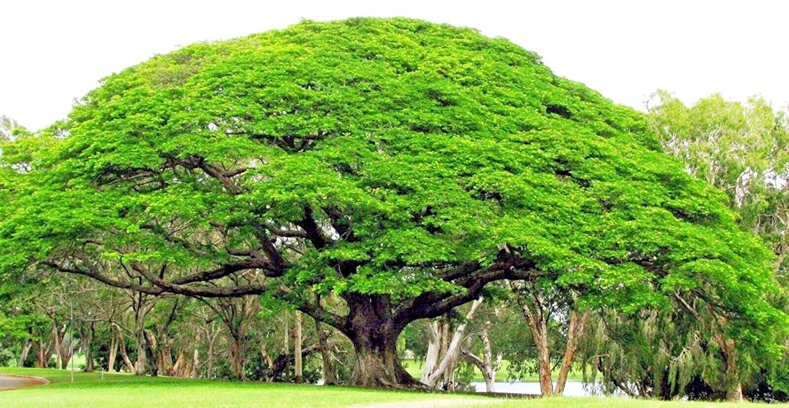 10 RAIN TREE SEEDS Monkey Pod (Albizia saman) Tropical Flower Bonsai Plant RARE