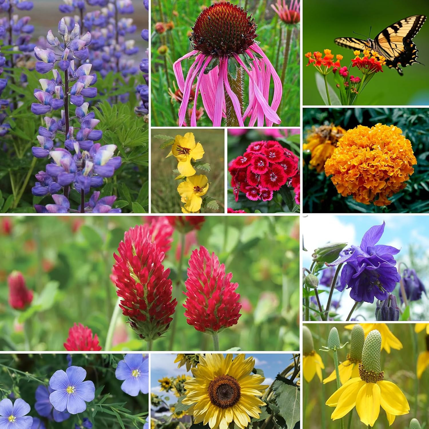 Wildflower Seeds Bulk, 4 Ounce, 100,000+ Seeds, 26 Varieties Annual & Perennial