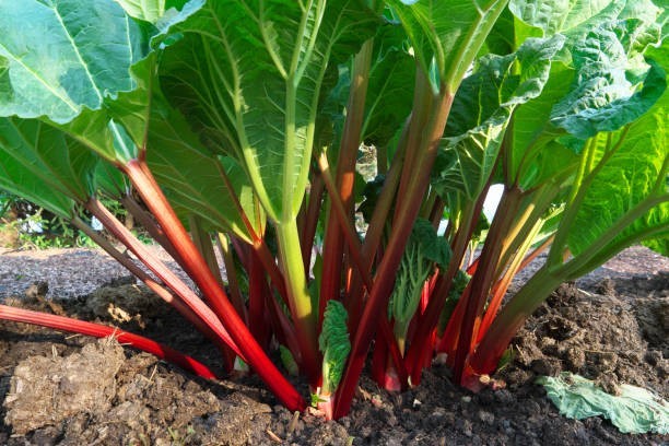 Heirloom Victoria Rhubard Seeds, 50+