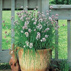 Chives Garlic 1,000 seeds