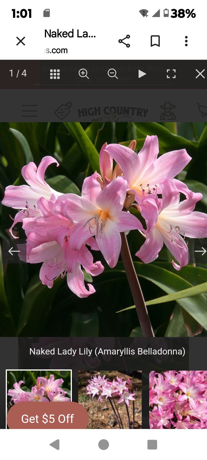 💗 Naked Ladies Pink – Lot of 5 Lycoris squamigera Surprise / Resurrection Lily