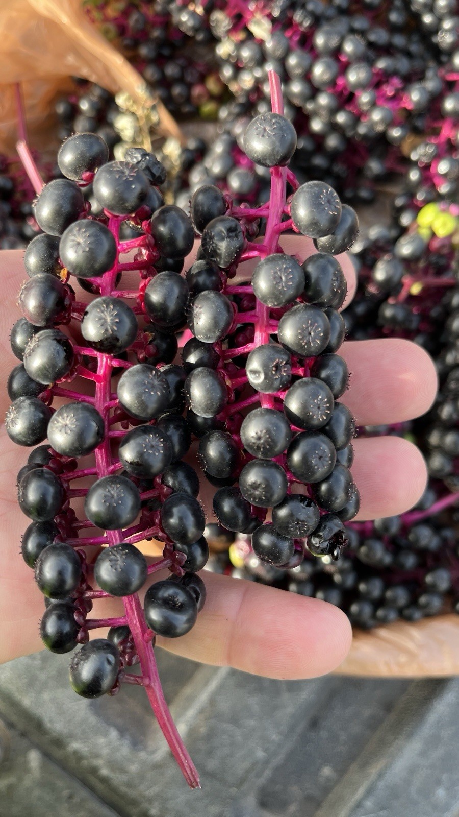 20 seeds of Pokeberry or Pokeweed (Phytolacca americana)