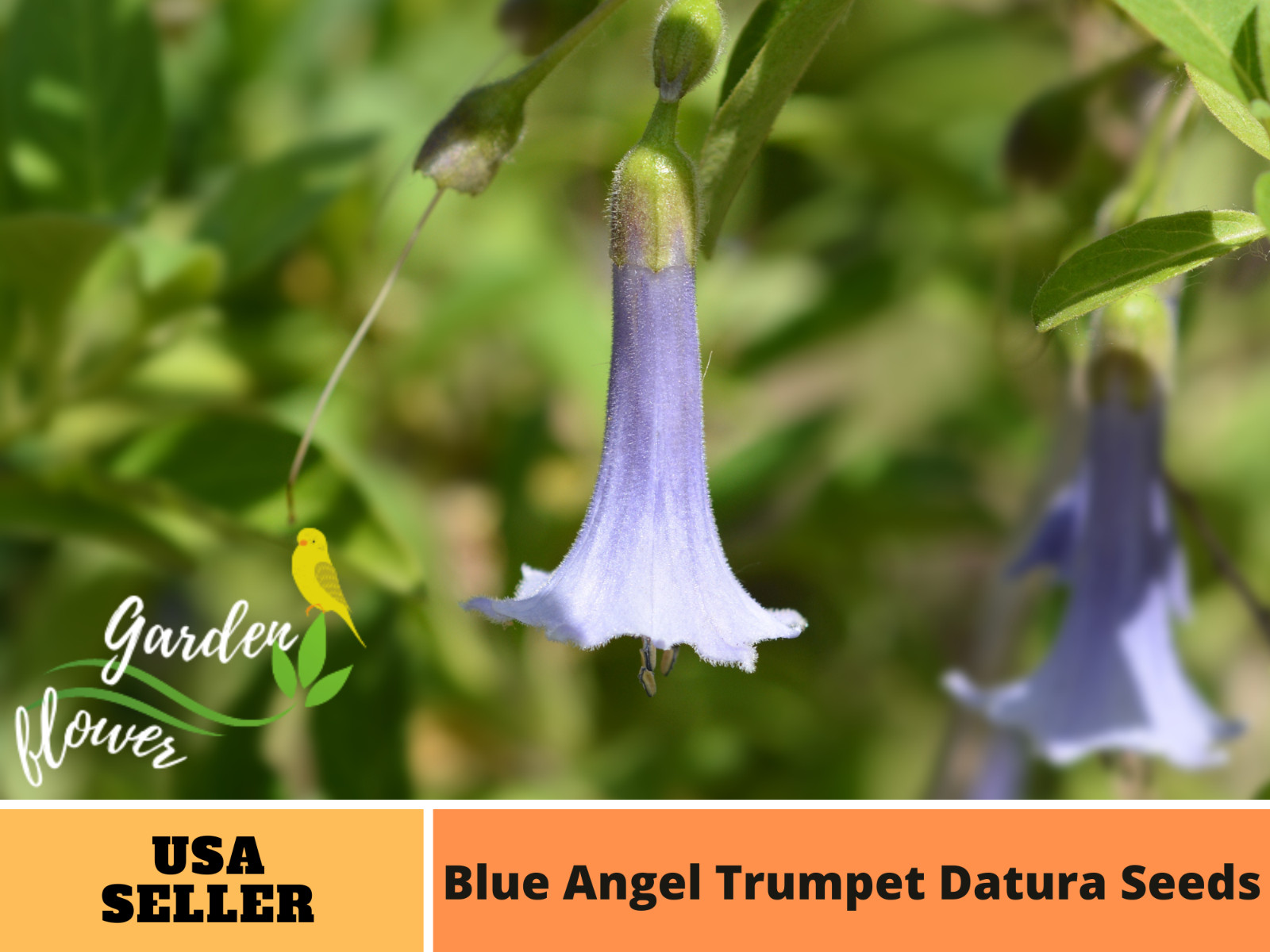 25 Seeds| Blue Angel Datura Flowers Seeds#G005