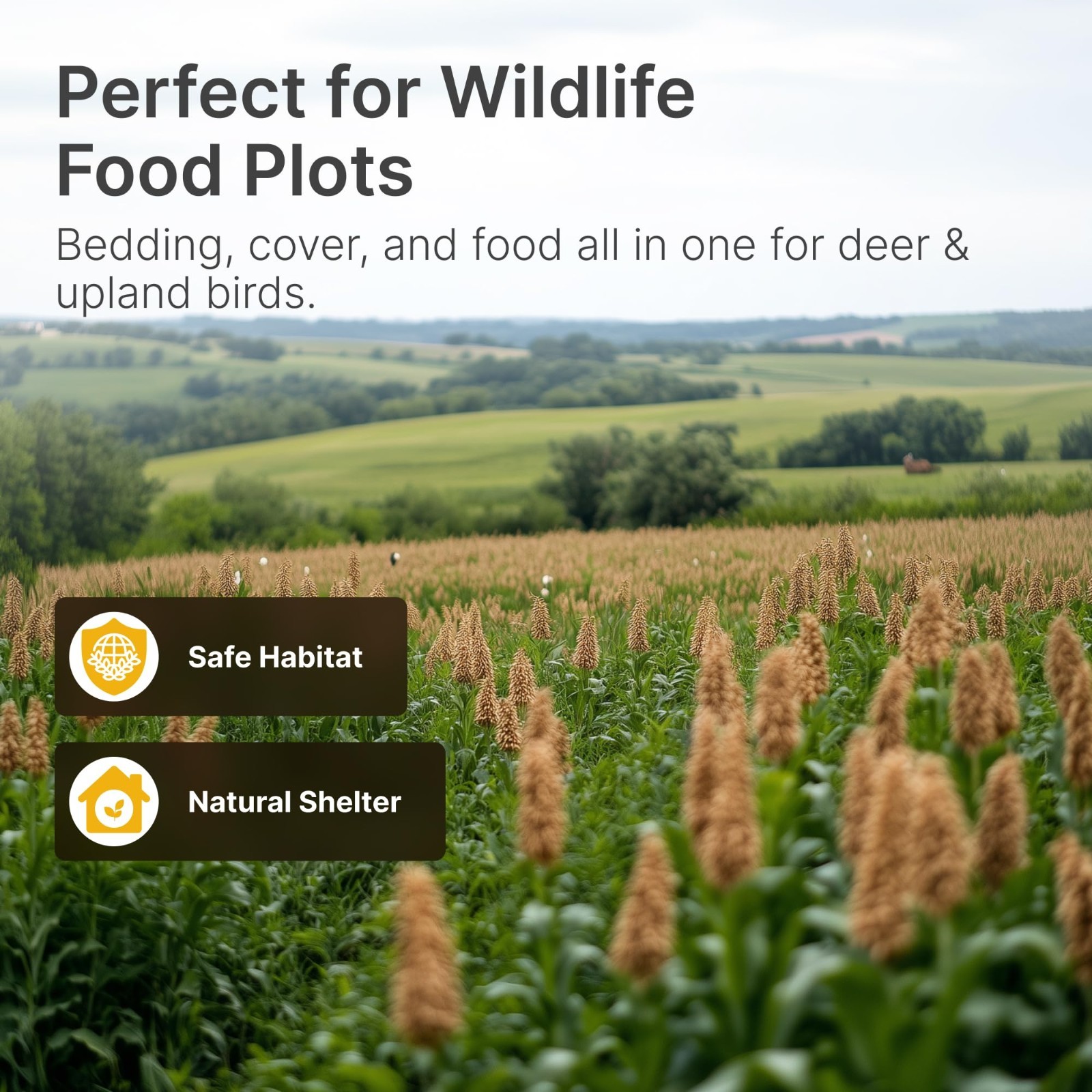 Sorghum Seeds for Planting – Drought Resistant Grain Food Plot for Deer & Birds,