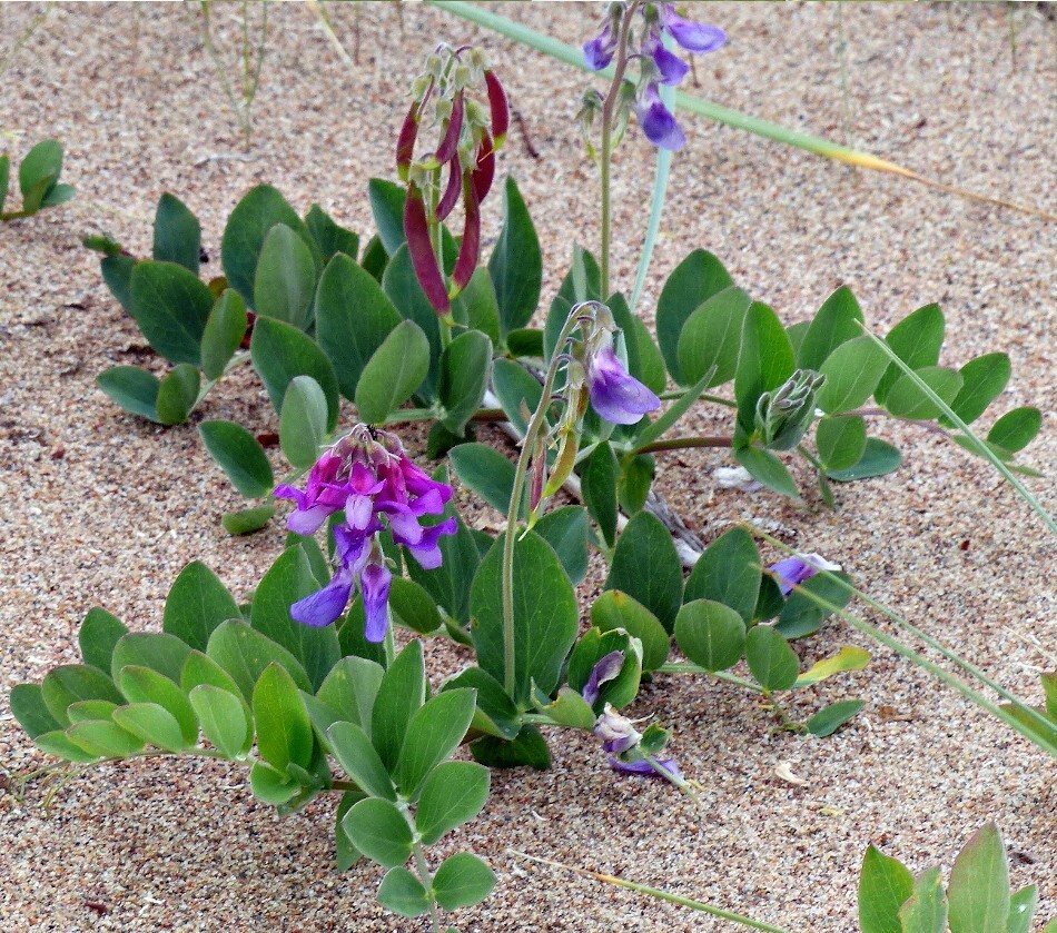 Native Wild Sea Beach Pea Lathyrus japonicus maritimus – 20 Seeds