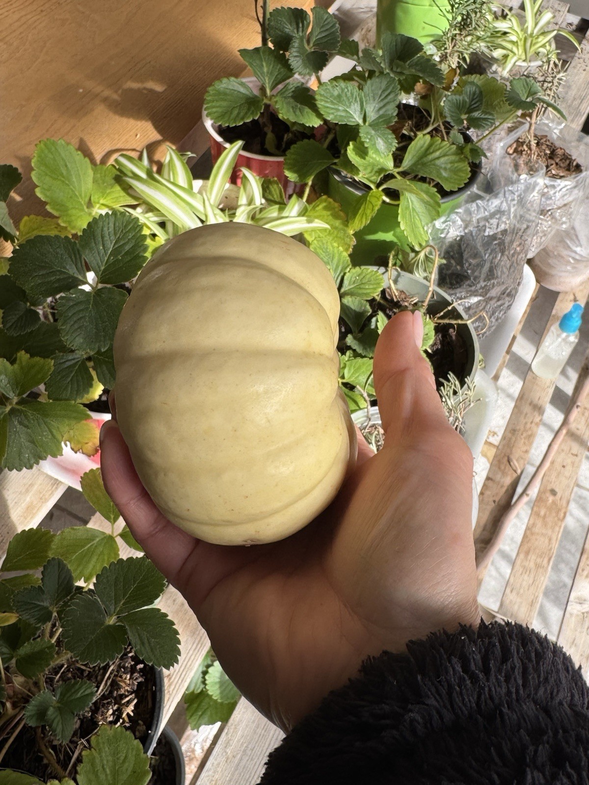 30 White Baby boo Pumkin Seeds Non GMO Free Shipping Fresh From USA