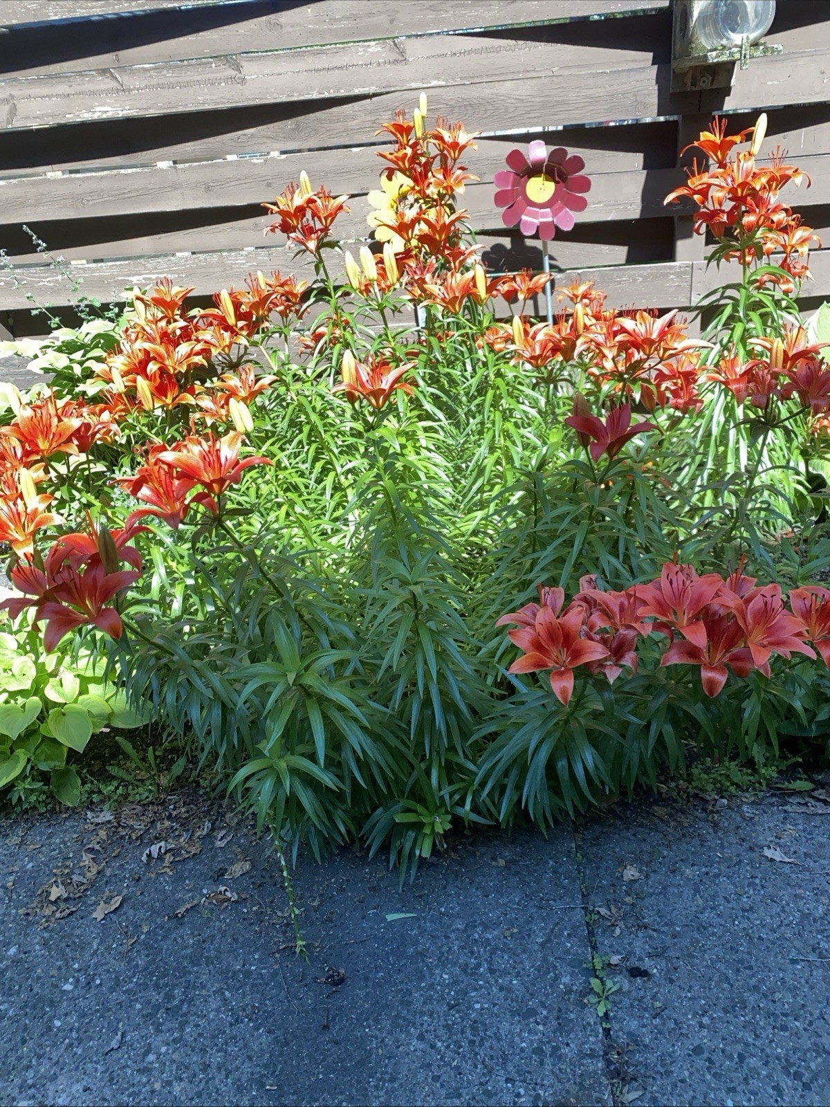 10 x Orange Tiger Lily Bare Root Plant: Hardy Perennial live plant
