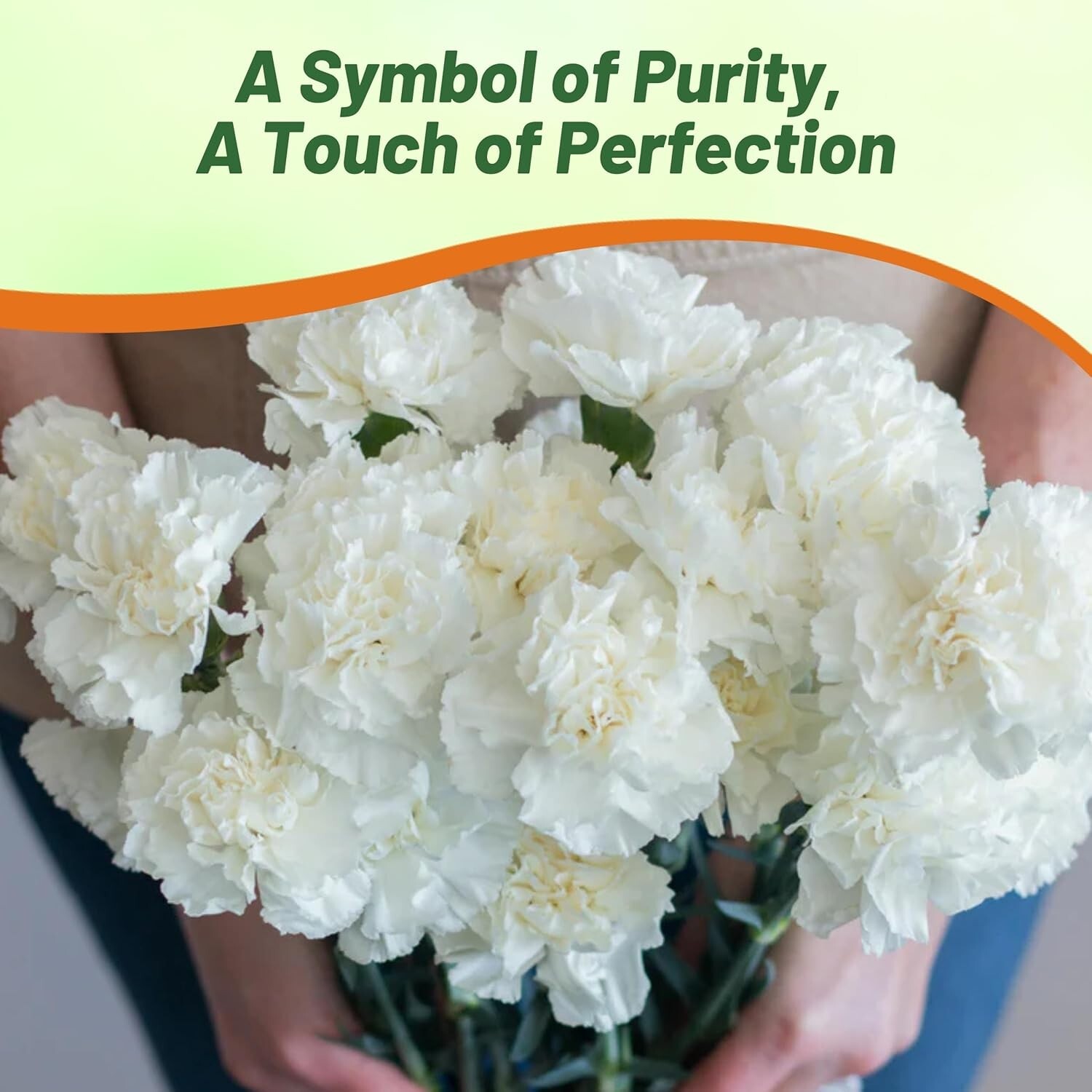 GMO-Free White Carnation Seeds – Easy to Grow, Attracts Pollinators, 1000 Pcs