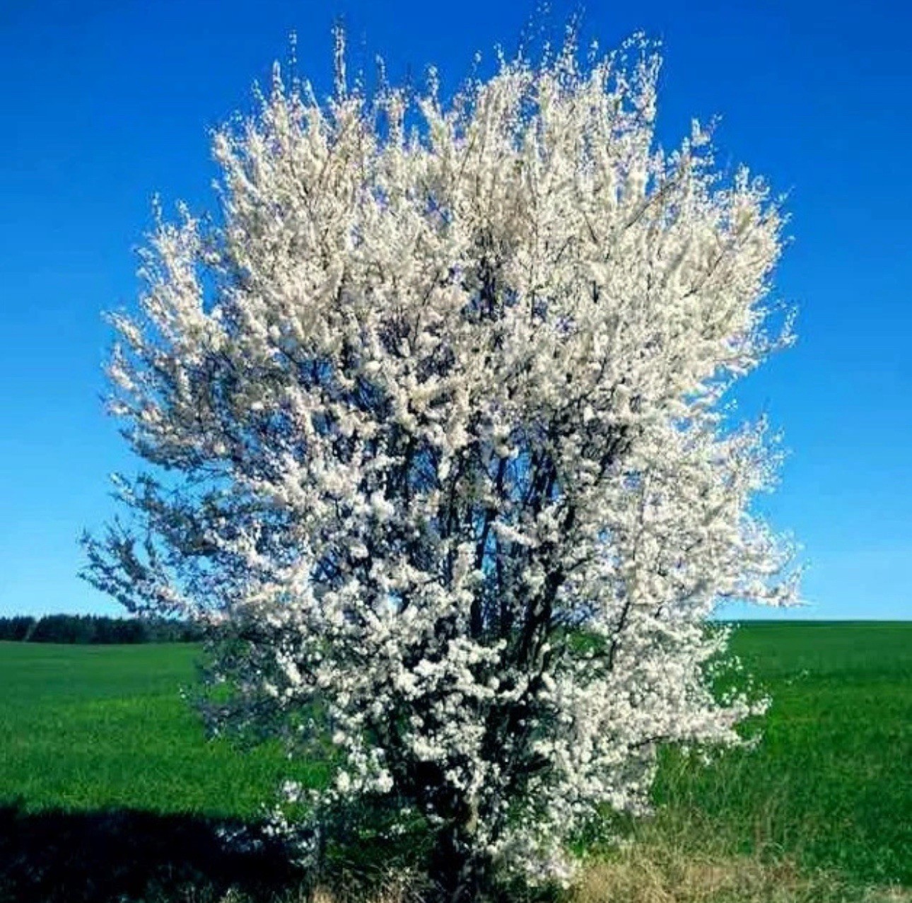 1 Pound (800 Qty) AMERICAN PLUM TREE SEEDS (Prunus americana)