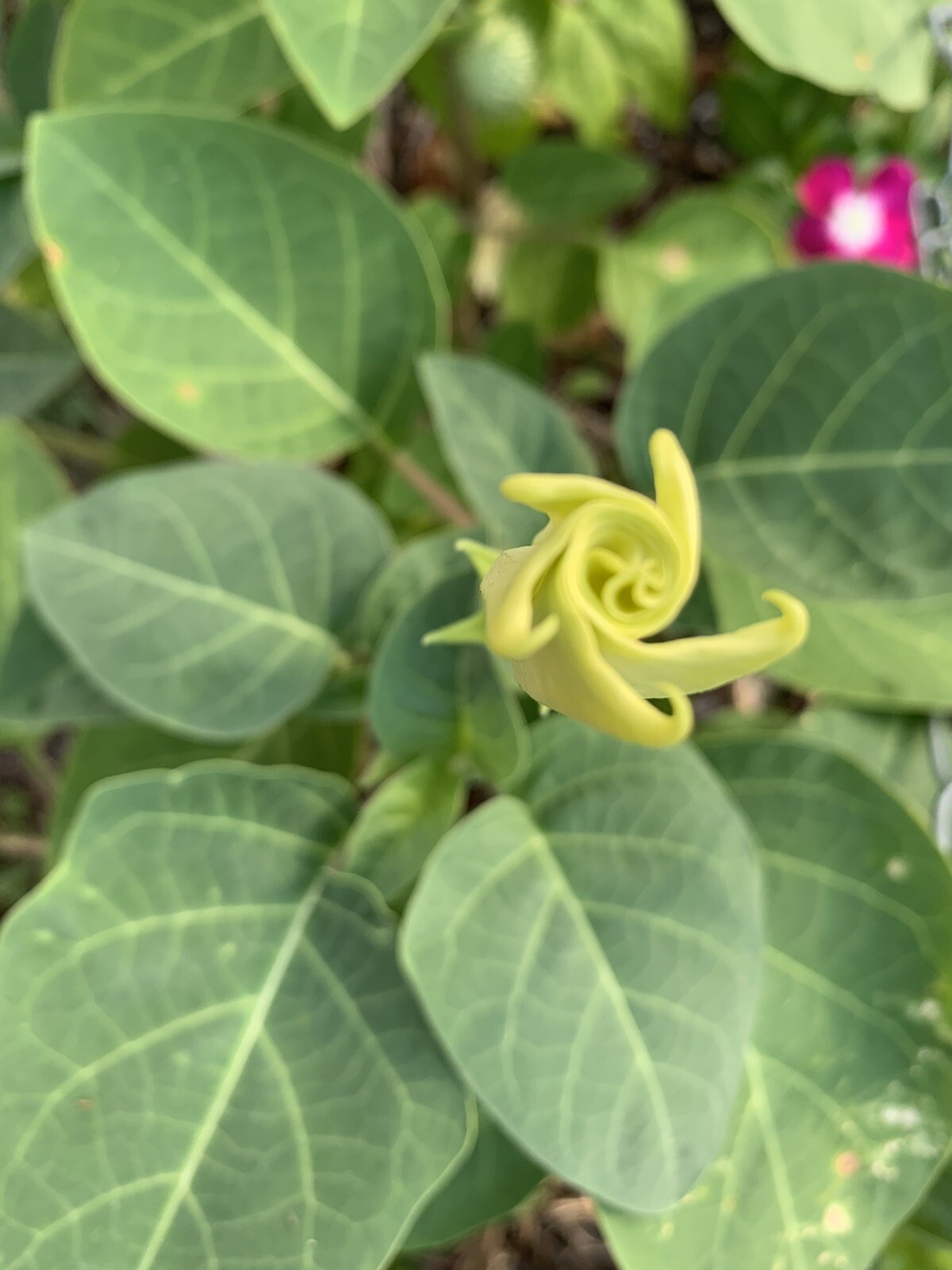 (400 SEEDS) White Moon Flower Angel’s Trumpet Day&Night Bloom Datura. 2023Seeds