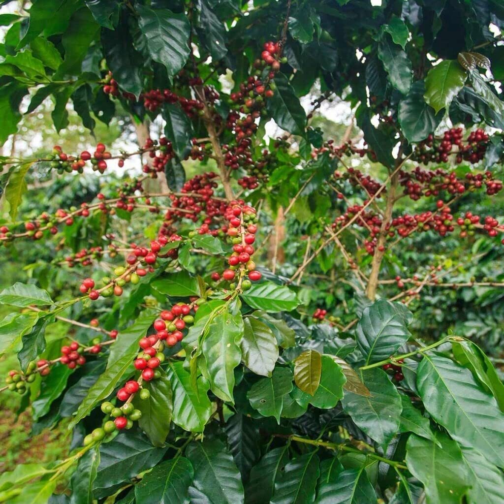 Arabica Coffee Tree Seeds – 5 Seeds to Plant – Great Exotic Indoor Houseplant