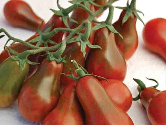 Chocolate Pear, Tomato