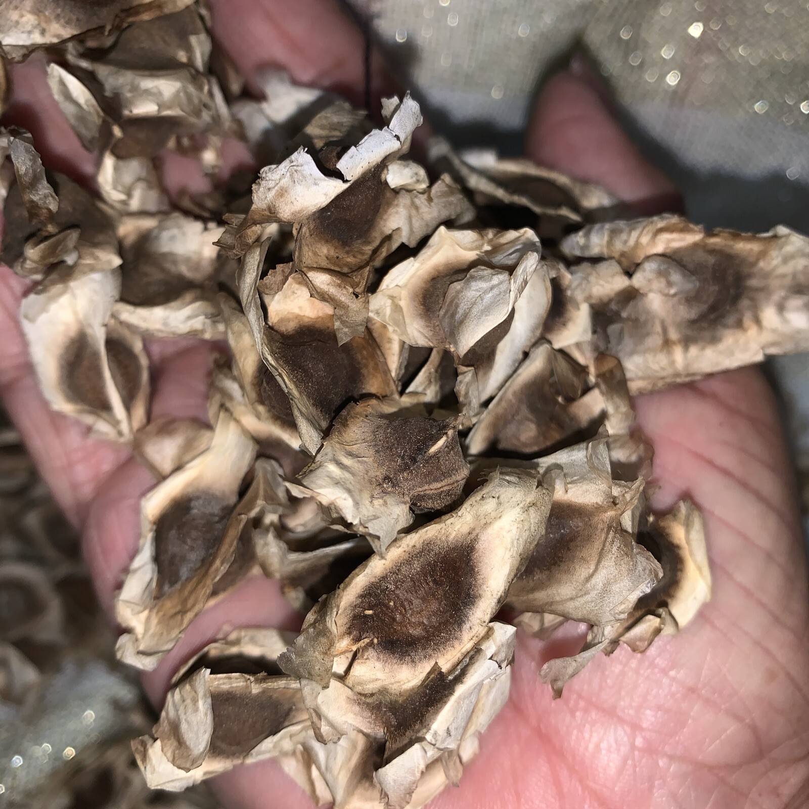 25 Moringa Oleifera Seeds – for planting.homegrown/ sustainable/traceable