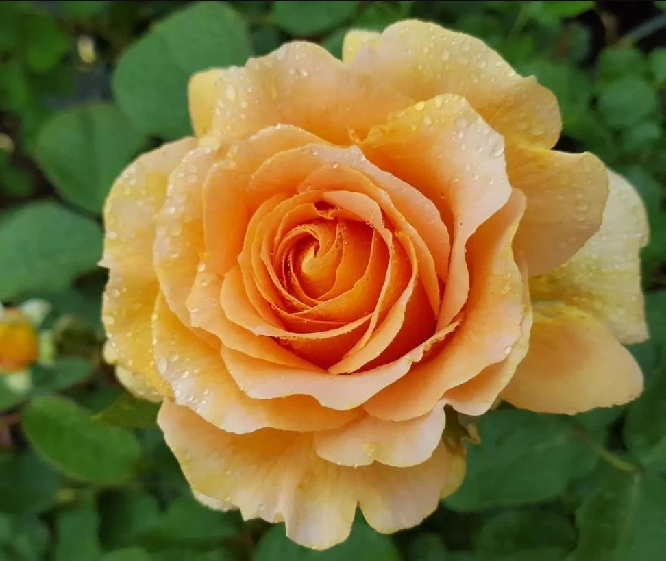 Honey Perfume Rose Seeds- 50 or 100 Seeds.USA Seller- Free Shipping