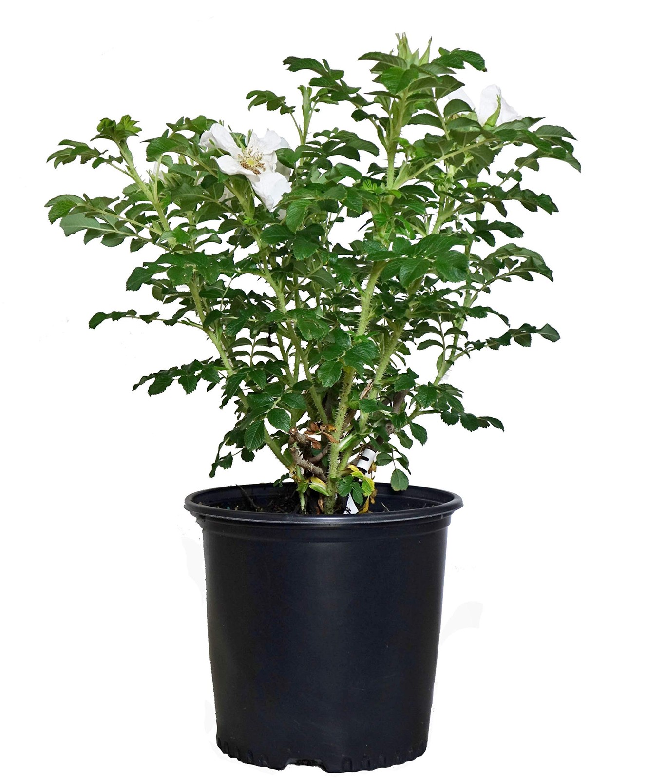 White Rugosa Rose Rosa Rugosa ‘Alba’, #3 Container Size, Beautiful Flowers