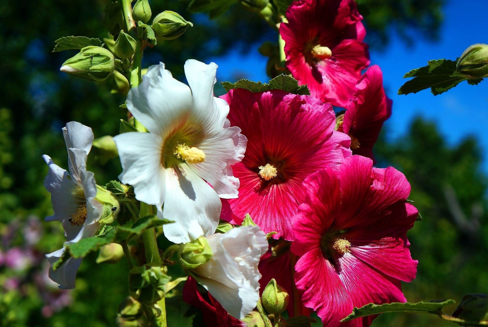 Hollyhock Seed Mix 30+ Colorful Perennial Flower Seeds for Planting