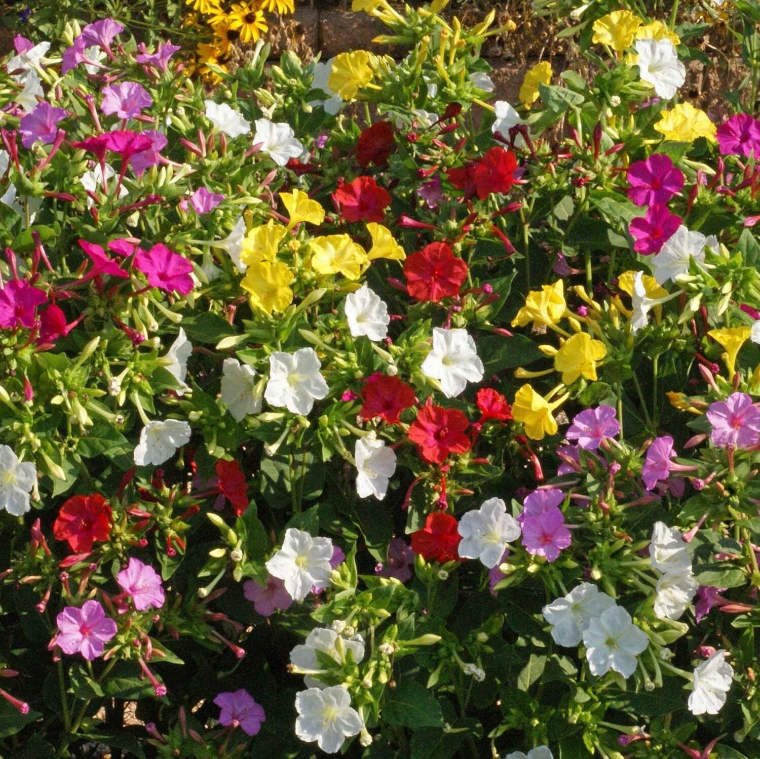Four O’ Clock Seeds 10 Ct Marvel Of Peru Formula Mix Flower USA MIXED COLORS