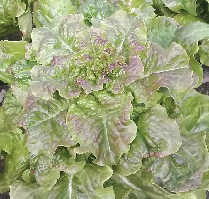 Bronze Mignonette Butterhead Lettuce Seeds | Heirloom | Organic