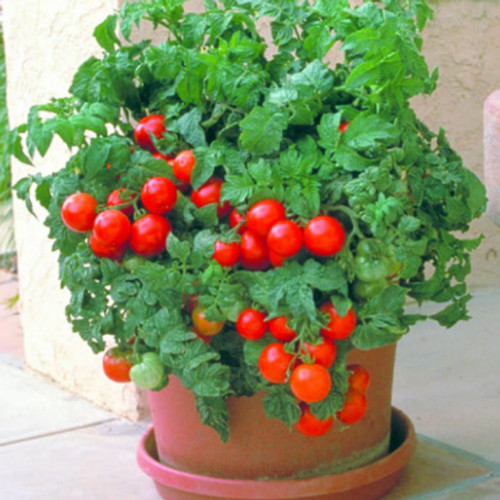 Patio Tomato – 12 Seeds
