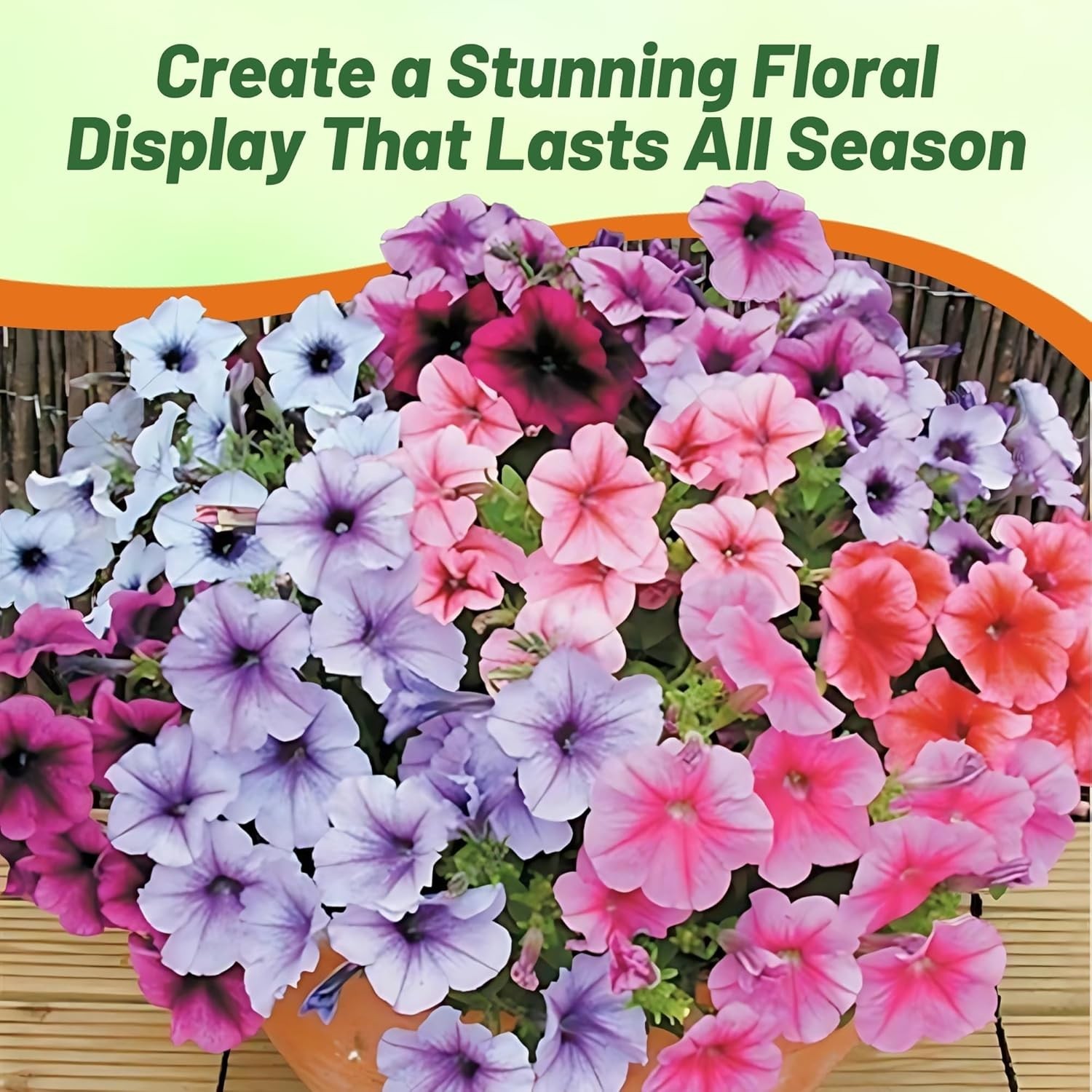 500 Pcs Veined Multiflora Petunia Seeds – Ideal for Containers & Hanging Baskets