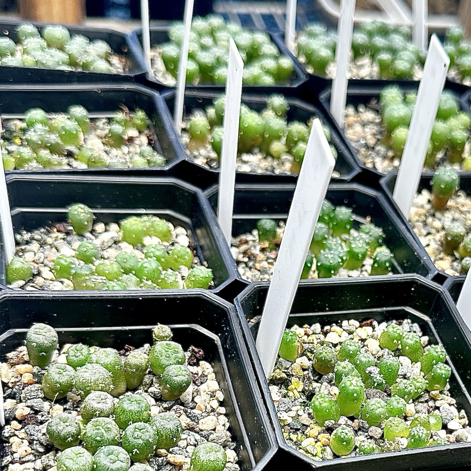 RARE SEEDS (10pk) L. “HOGG” x10 (Ten) Cactus US SELLER