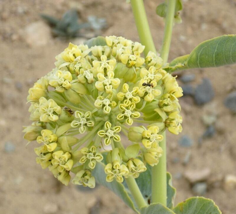 Desert Milkweed seeds (Asclepias Erosa) – 20 seeds-