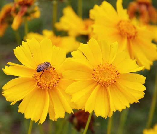 COREOPSIS LANCELEAF DWARF PERENNIAL Coreopsis Lanceolata – 5,000 Bulk Seeds