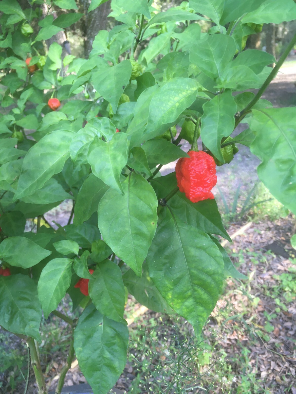 Carolina Reaper 100% Organic SUPER HOT!