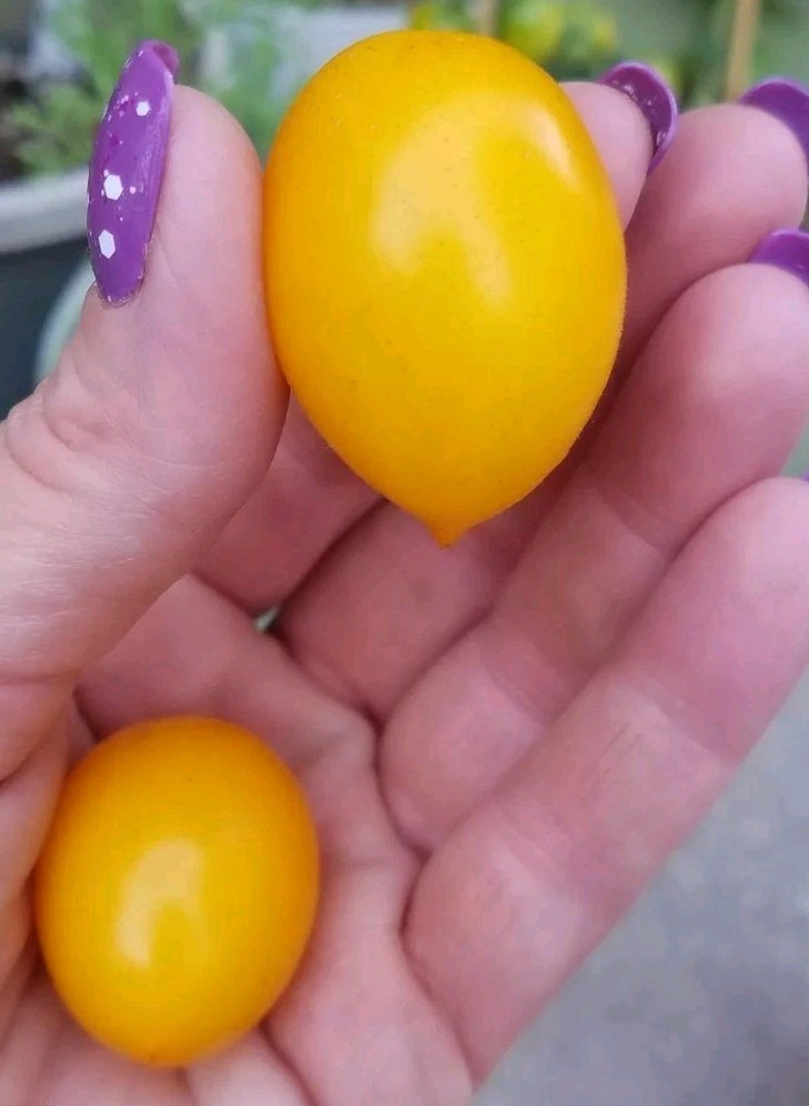 Lil Peeps Micro Dwarf Tomato 10 Organic Seeds *Free Shipping*