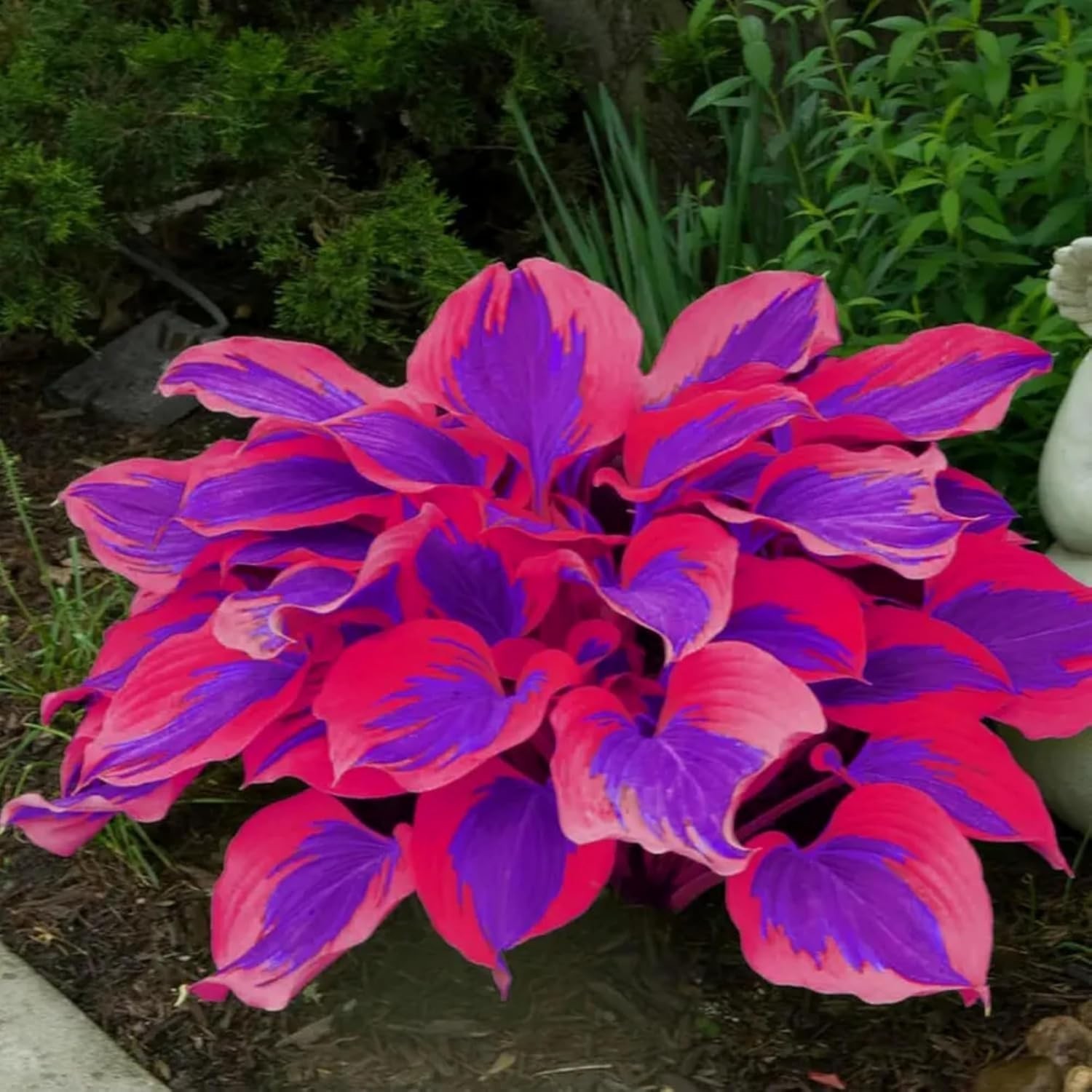 Heart-Shaped Hosta Seeds – 390+ Rare Varieties for Outdoor Gardens – Easy Care