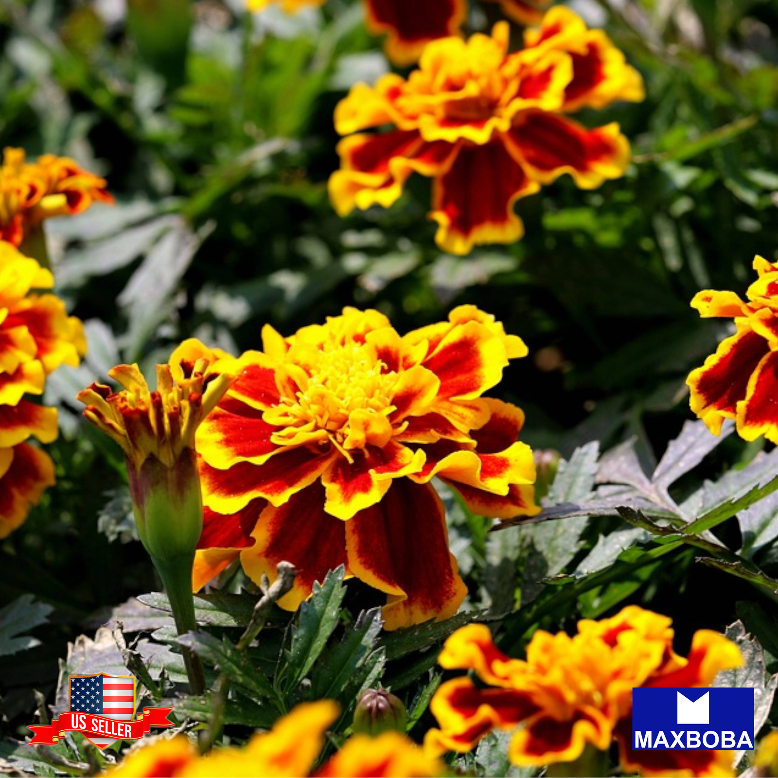 French Marigold Seeds – Sparky Mixture Non-GMO