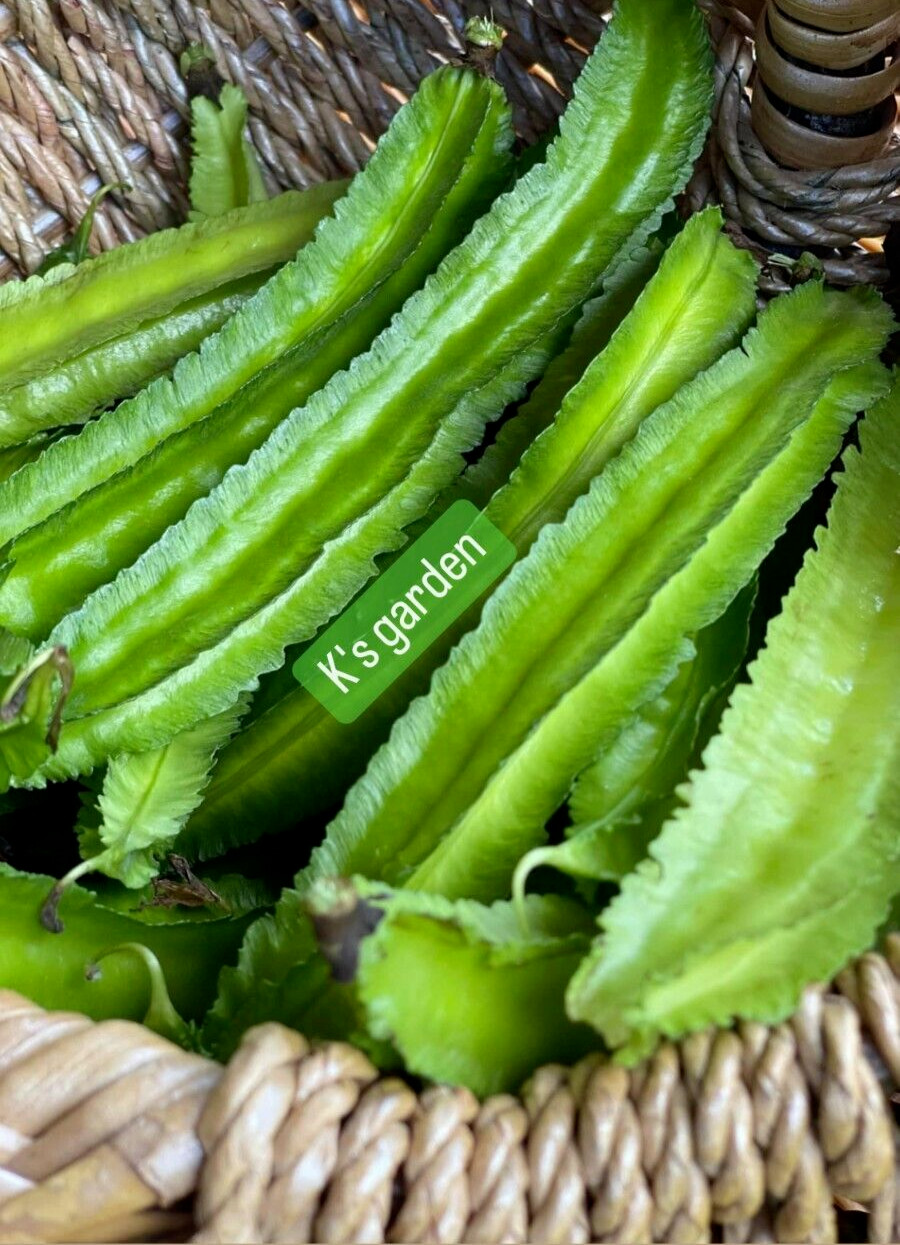 15+ PCS WINGED BEAN SEEDS, DRAGON BEAN, ĐẬU RỒNG – 98% GERMINATION –