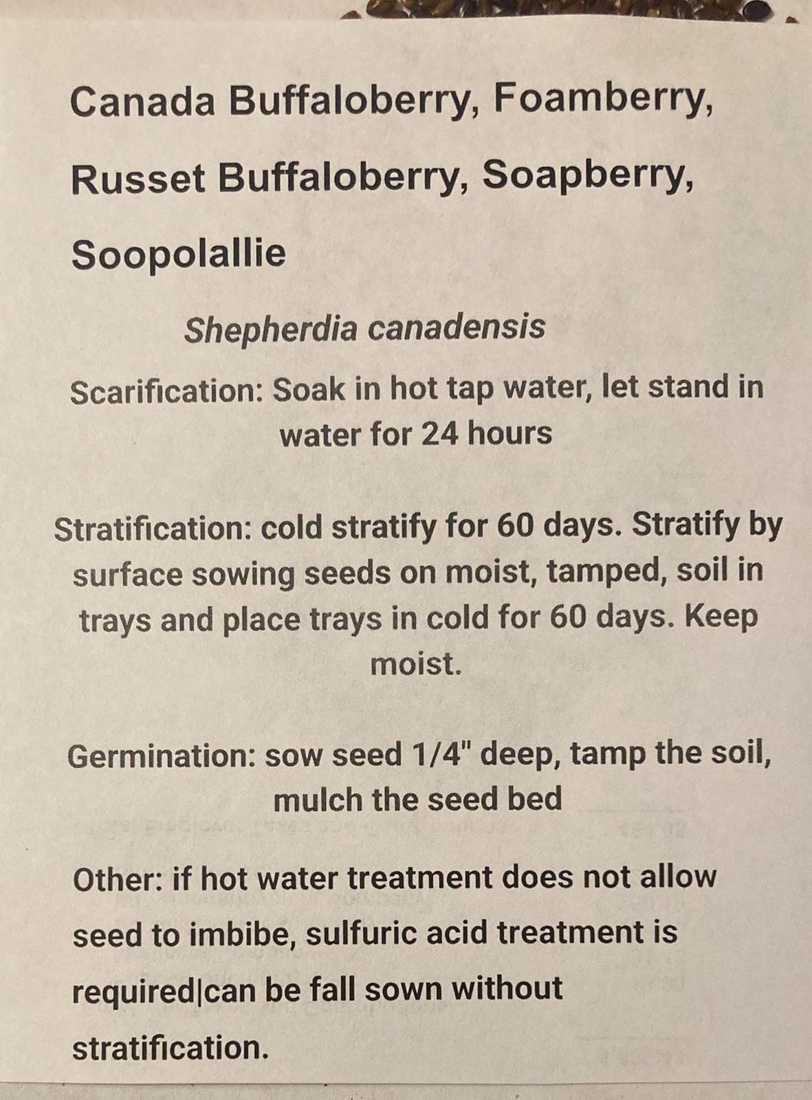 Russet Buffaloberry Seeds (Shepherdia Canadensis) Canada Buffaloberry