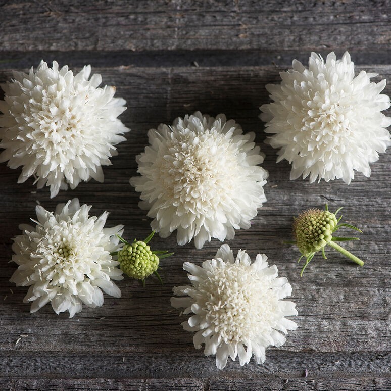 100+ Scabiosa Snow Maiden seeds
