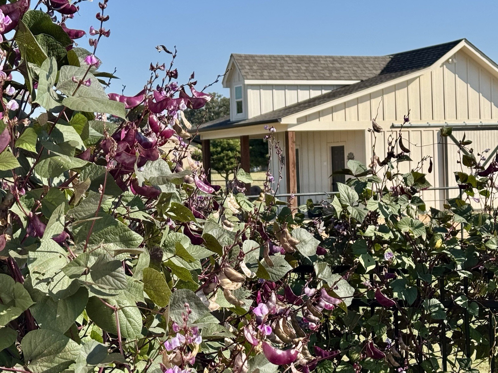 Purple Hyacinth Bean Vine Seeds Fresh Harvest Fall 2026 BULK Seeds/Order