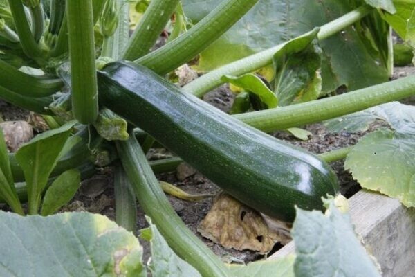Summer Squash Collection | Seeds