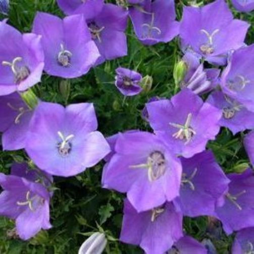 Purple Bellflower Seeds, Bell Flower Tussock, Heirloom Perennial, Non-Gmo, 100ct