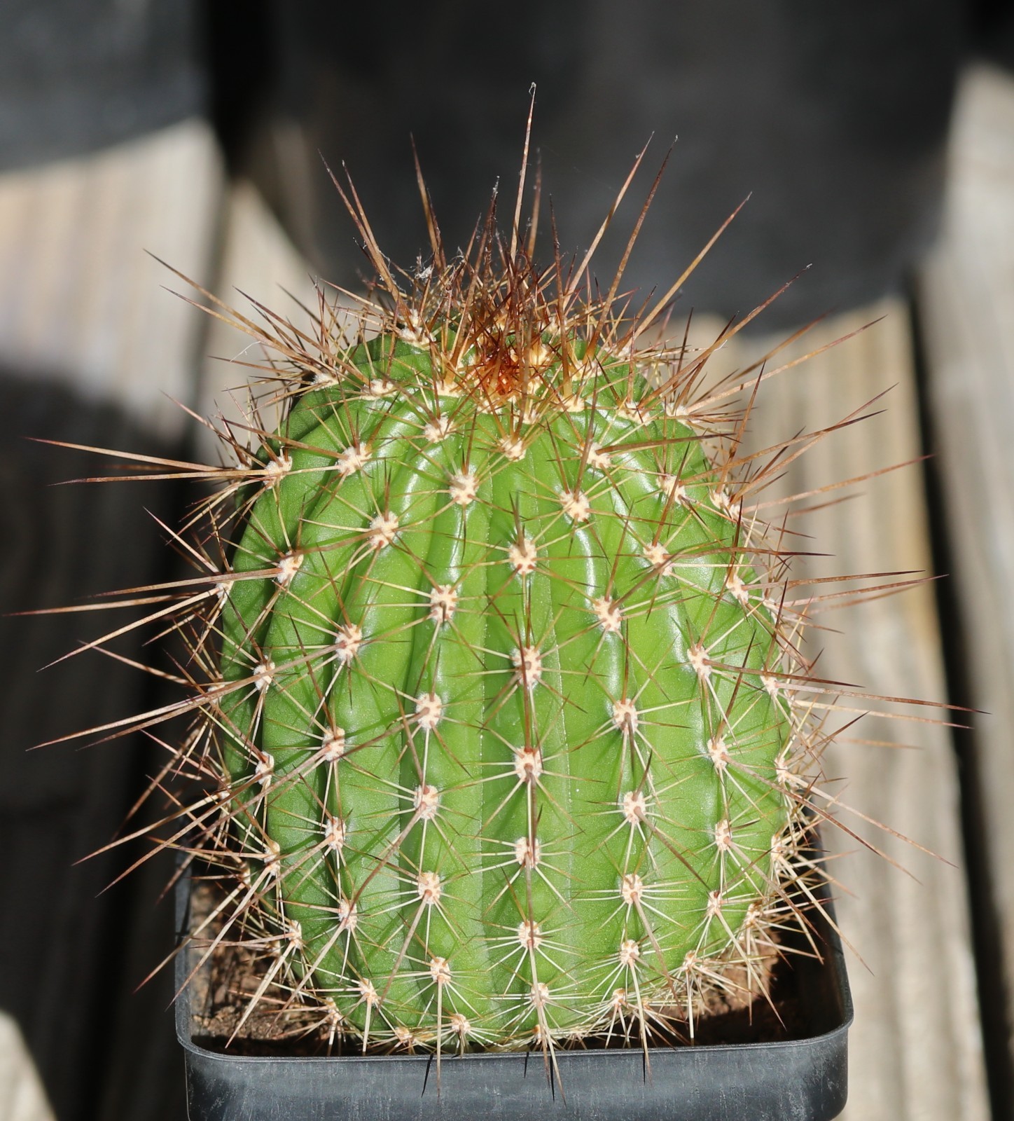 Tricho hybrid ‘First Light’