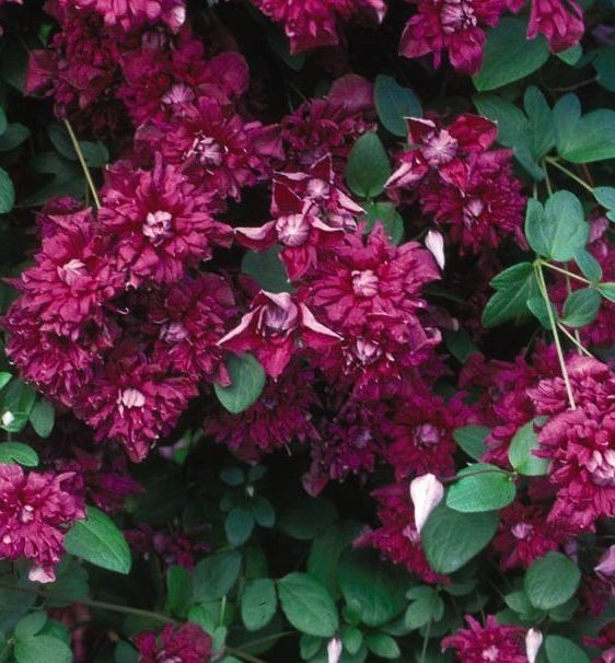 25 Clematis Seeds Flower Seed Perennial Flowers Vine Climbing “Pilliu”