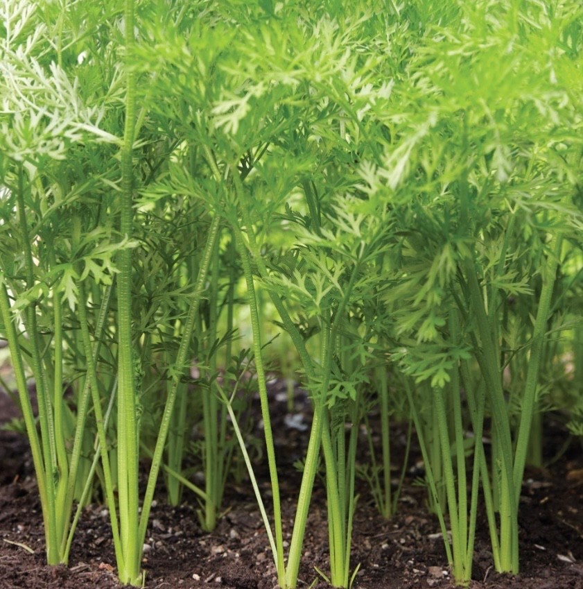 500 Fresh Carrot Seeds, Danvers-126 Organic, Heavy Soil/Clay-tolerant, 2026 🇺🇸
