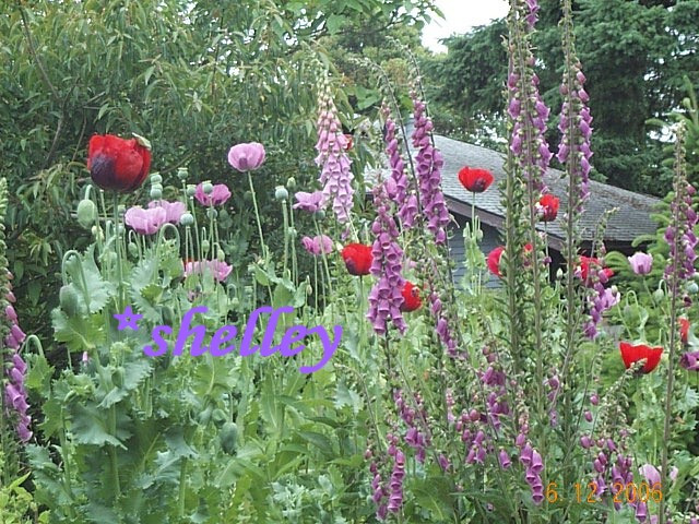 Garden Mix Papaver S. Poppy Seeds Huge Variety 5000+ *Shelley aka PoppyQueen👑