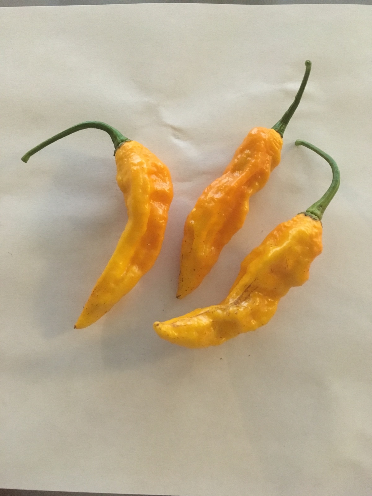 5 STRAIN EXTREME HEAT COMBO! RARE PEPPER SEEDS – SUPER HOTS – GARDEN FRESH  2024