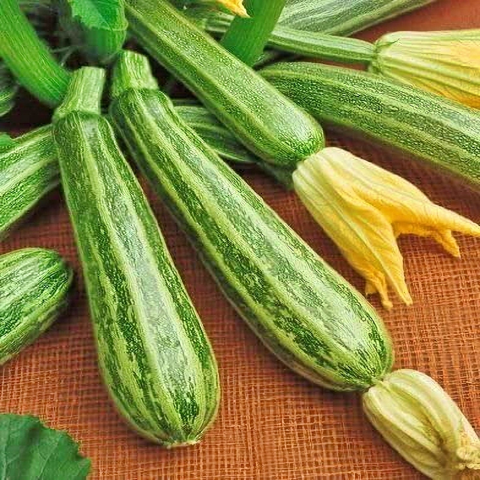 Italian Striped Zucchini Box Garden Seeds LLC Fast Growing Flavorful