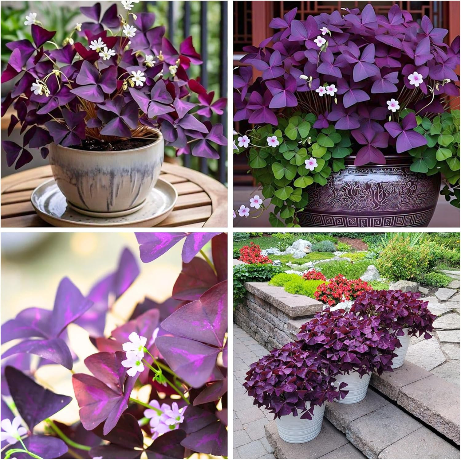 12+ Purple Oxalis Triangularis Bulb Flowers for Planting Indoors or Outdoors-Sha