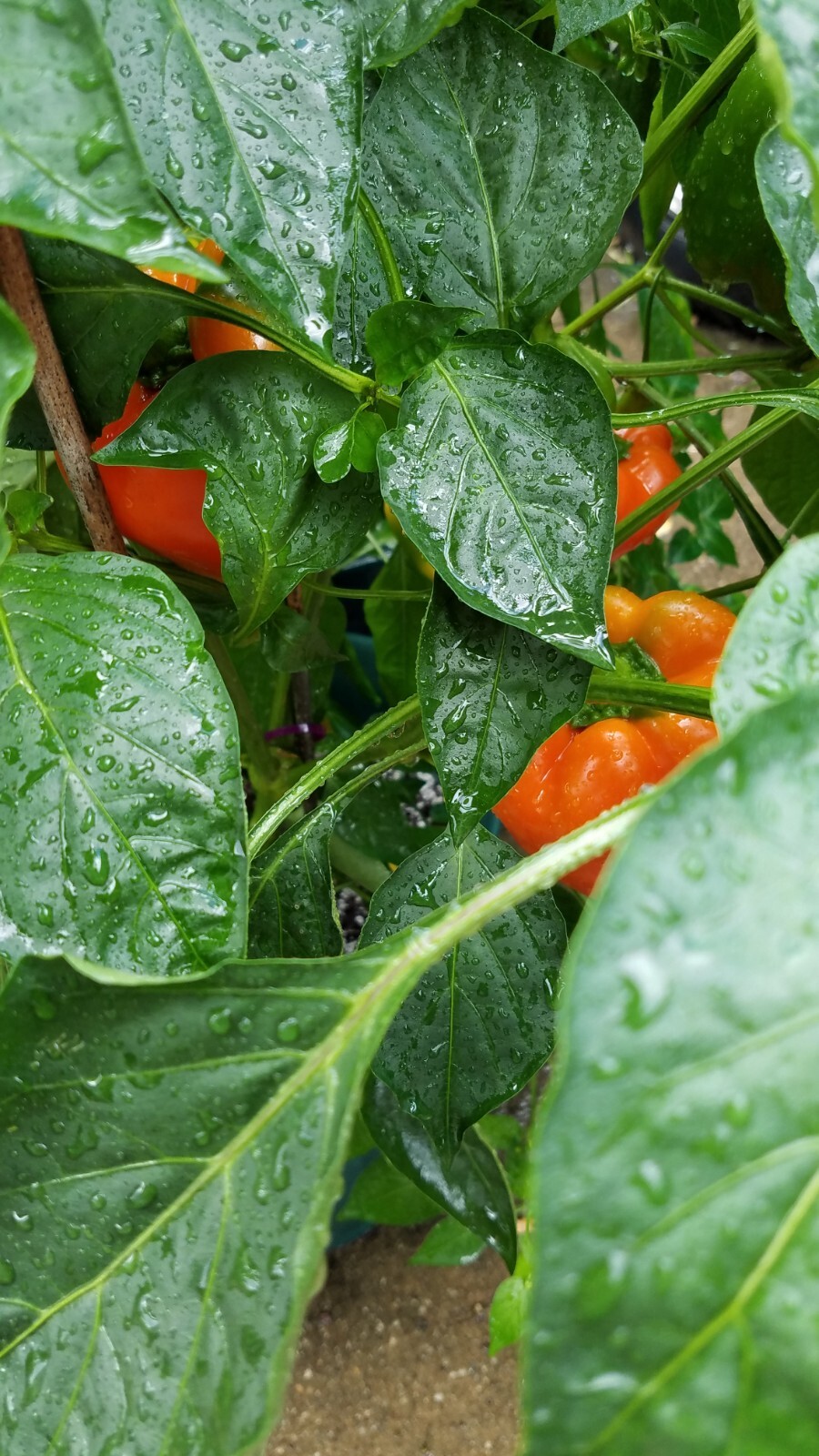Orange California Wonder Bell Pepper Seed 20