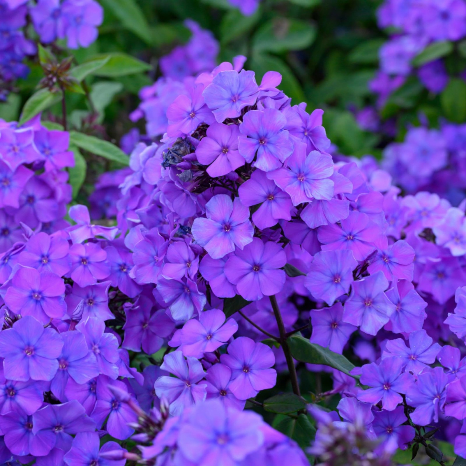 Seeds 1000+ Bright Mixed Creeping Perennial Ground Cover Annual Flower