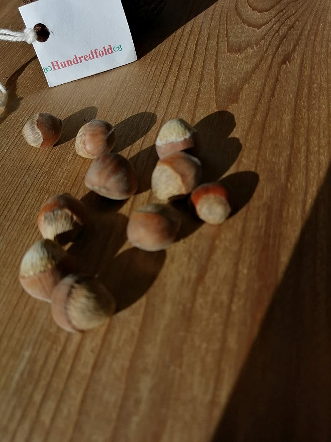 American Hazelnut 10 Tree Seeds Corylus Americana Non-GMO USA Native Filbert Nut
