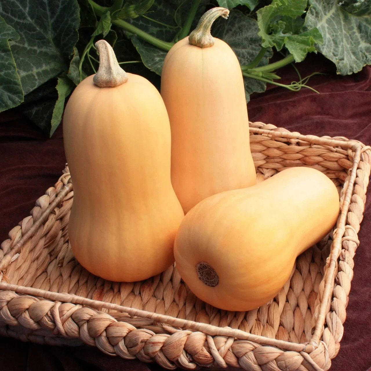 20 Butternut Squash Seeds. Organic. USA Seeds. Ships free