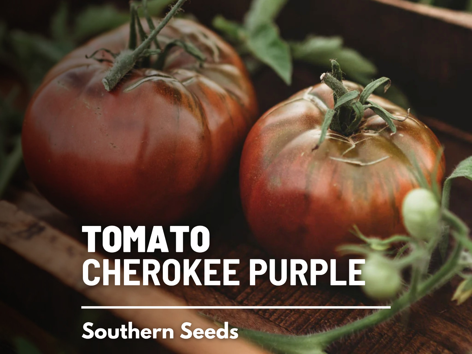 Tomato, Cherokee Purple – Heirloom Seeds – Non-GMO (Solanum lycopersicum)