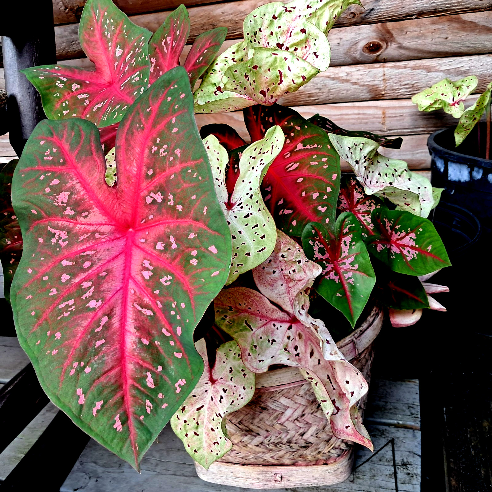 Caladium Bulbs for Planting , Mix 7 Bulbs Multi Colors from Florida